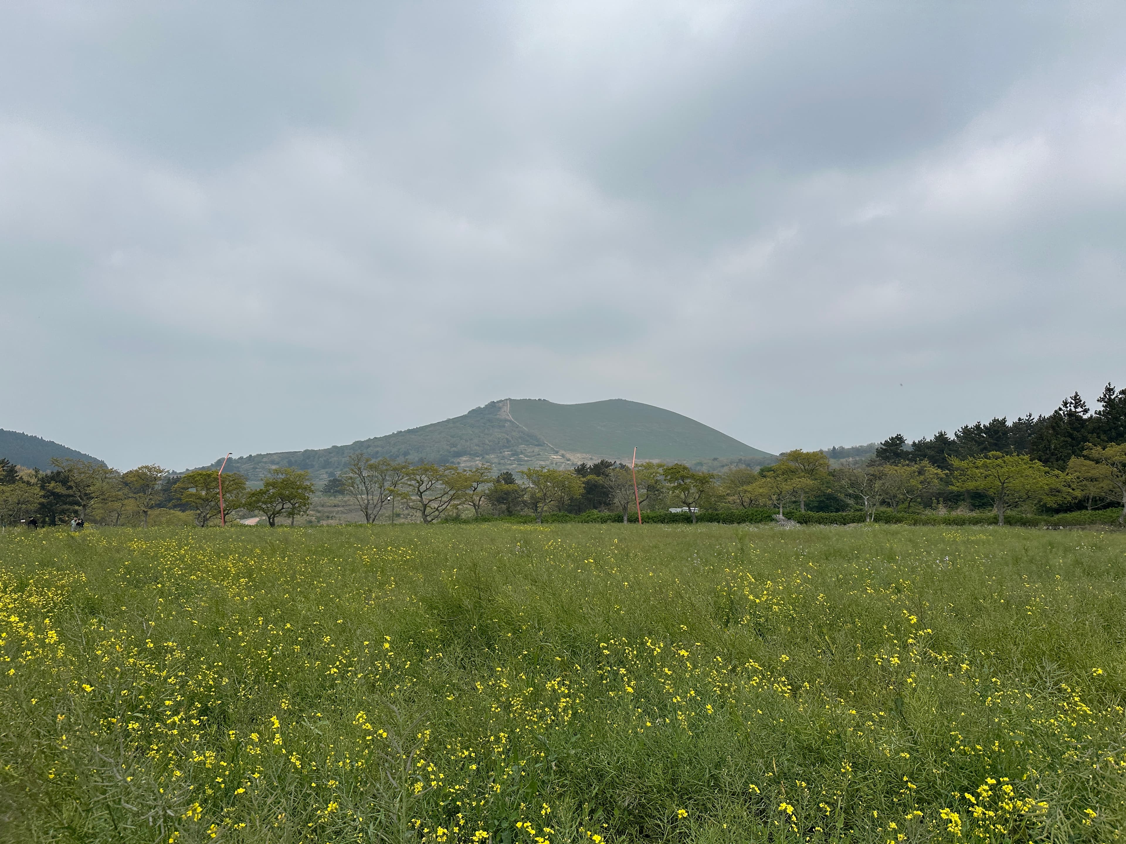 Saebyeol Oreum's ridge trail rising beyond a canola flower field