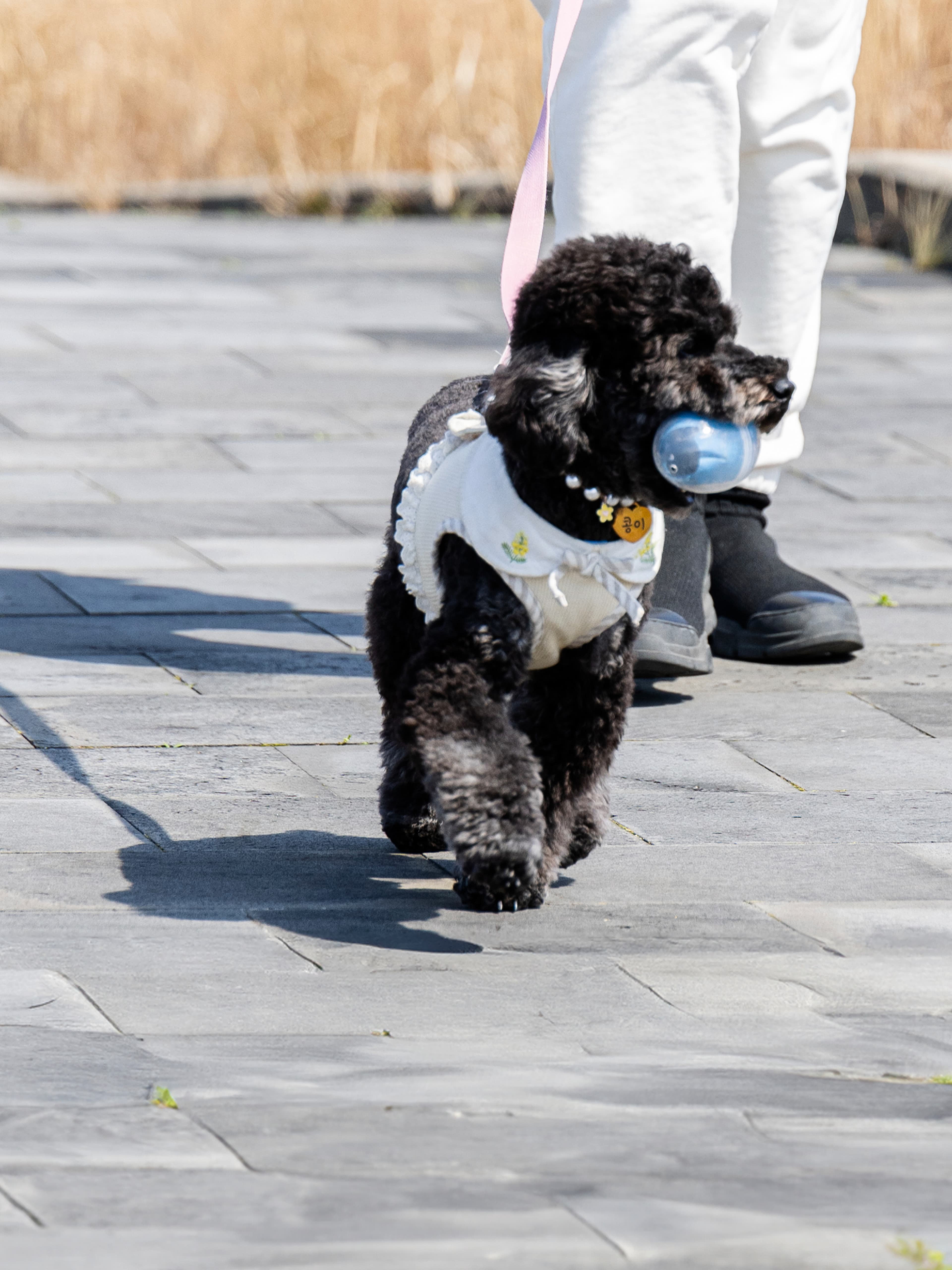 A dog participating in 9.81 Park's pet package activity