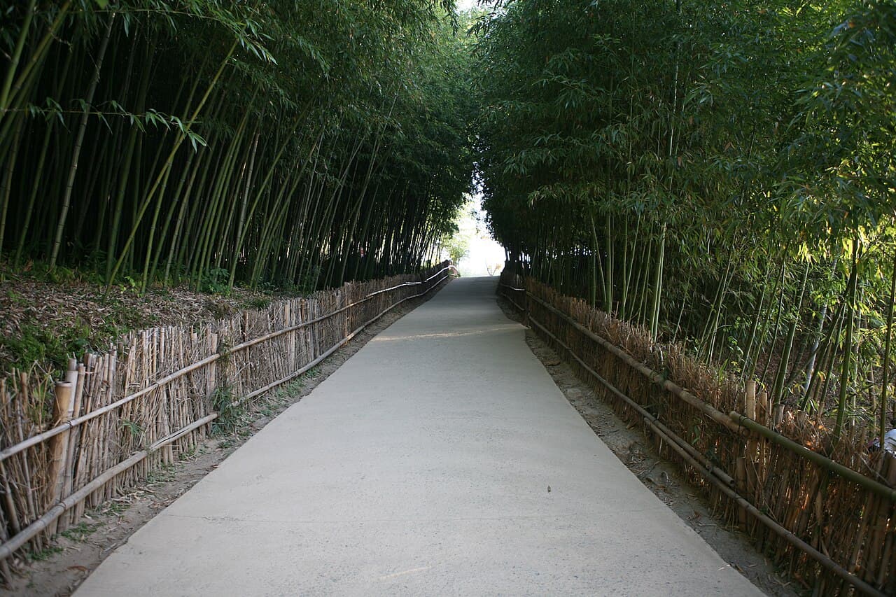 A paved walking path at Juknokwon in Damyang running between dense bamboo, edged on both sides by a low fence of cut bamboo stakes