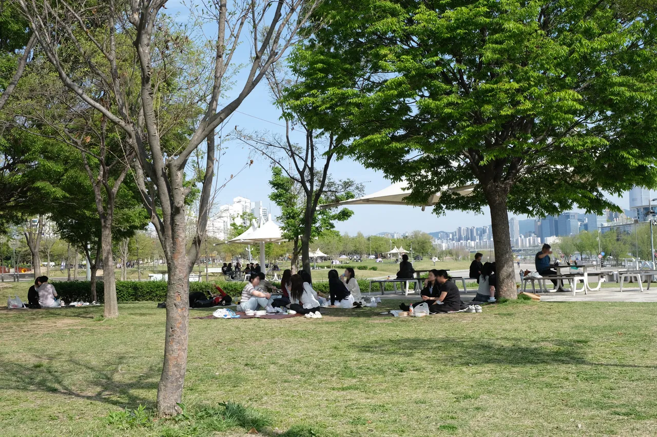 나무 그늘 아래 잔디밭에 돗자리를 펴고 둘러앉은 사람들. 돗자리 위에 그릇과 봉지가 놓여 있고, 뒤쪽으로 흰 천막 그늘막과 피크닉 테이블, 더 멀리 강 건너 고층 건물들이 보인다